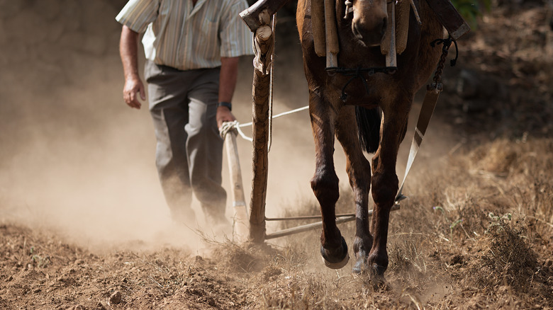 farmer with a horse and plow