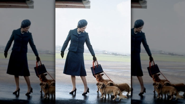 Elizabeth II leads her dogs to a plane