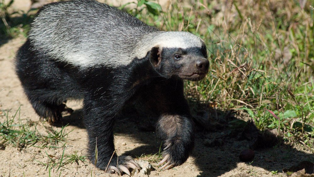 Honey badger