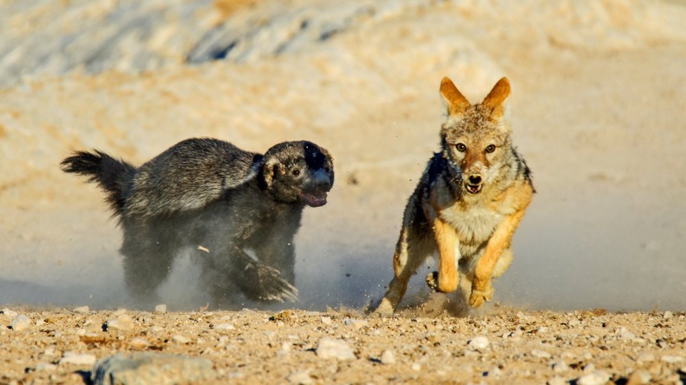 Honey badger chasing jackal