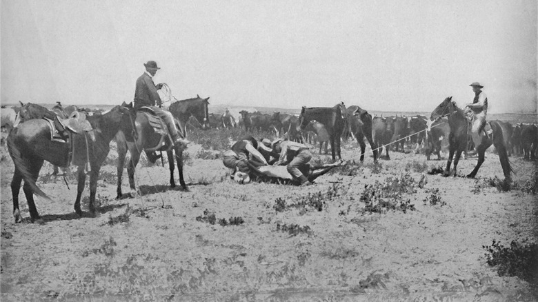 A cattle drive