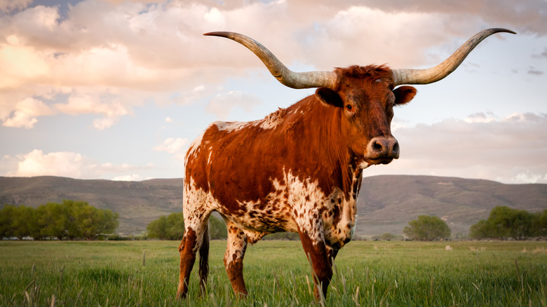 Longhorn cattle