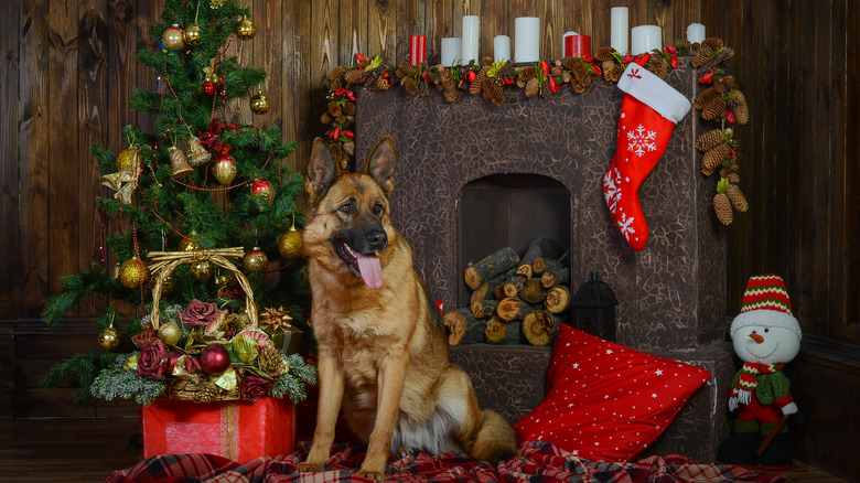 German Shepherd guards Christmas scene
