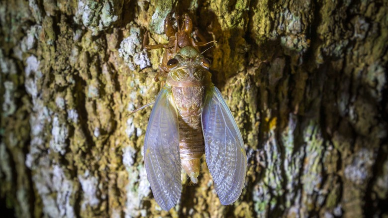 Cicada at night