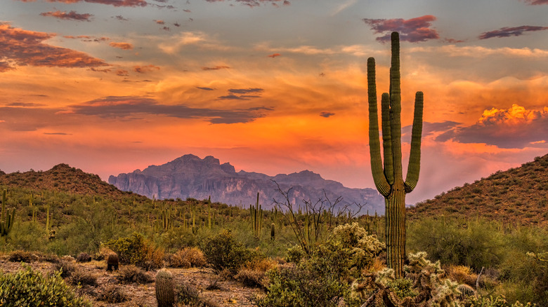 desert landscape with saguaro cactus 