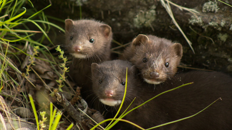 Minks in the wild