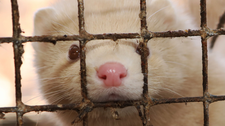 Mink in a cage