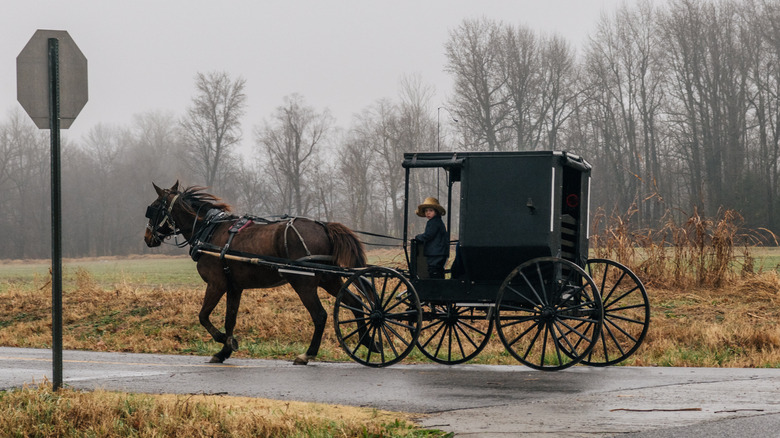 an amish horse and buggy