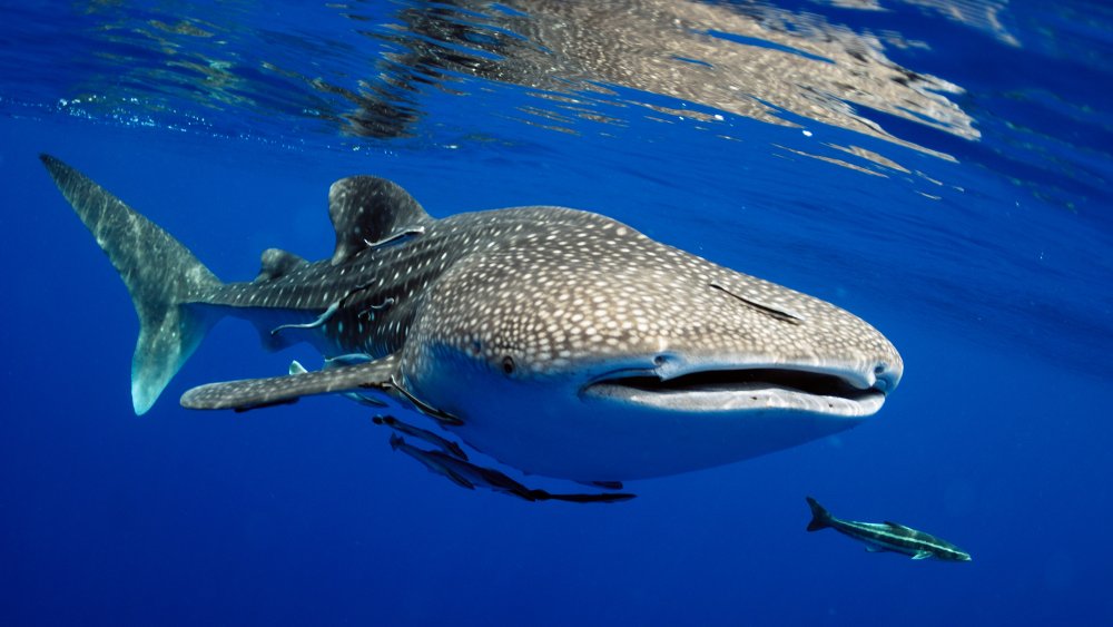 What Do Whale Sharks Eat?