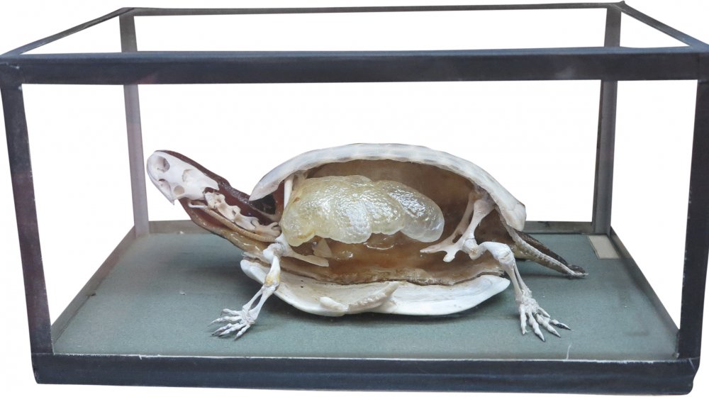 Tortoise Without Shell Tortoise Without Shell