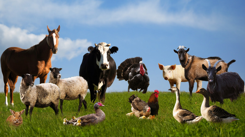 farm animals