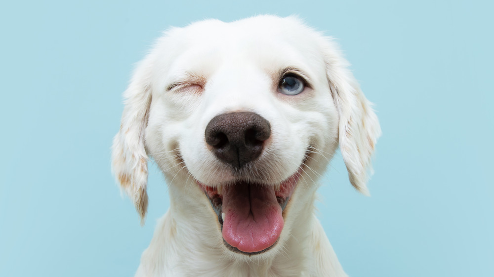 Winking puppy