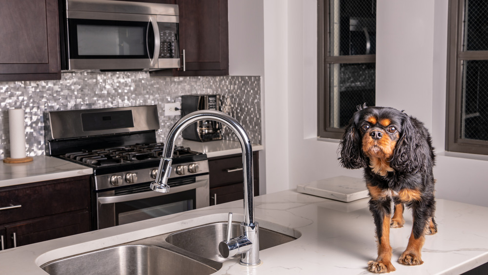 Spaniel on the kitchen counter