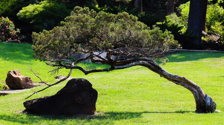 Crooked tree