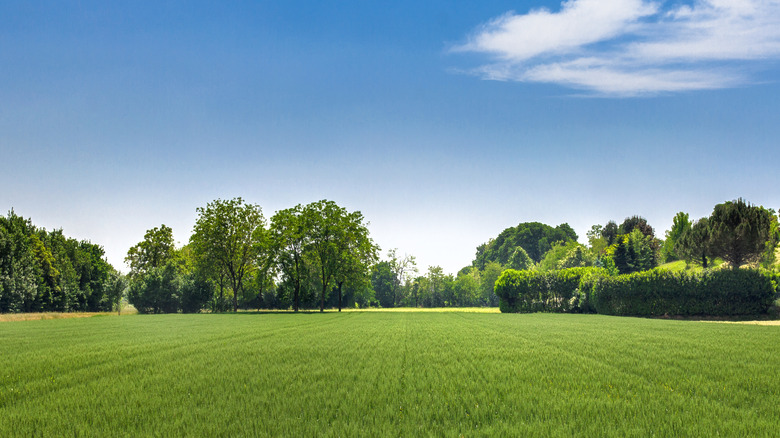 grass and trees landscape