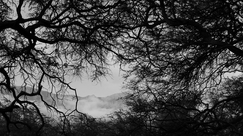 Desolate forest