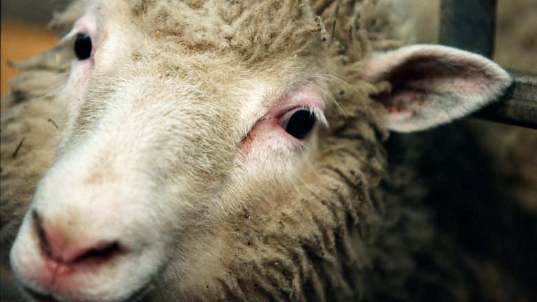 close up of dolly the sheep's face