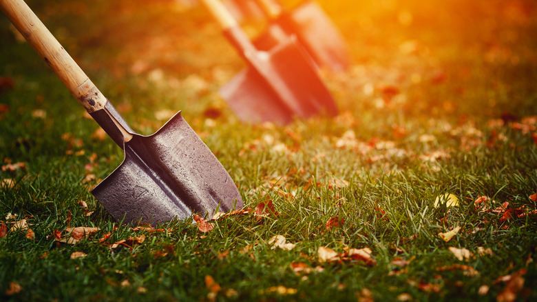 Shovels for shallow grave