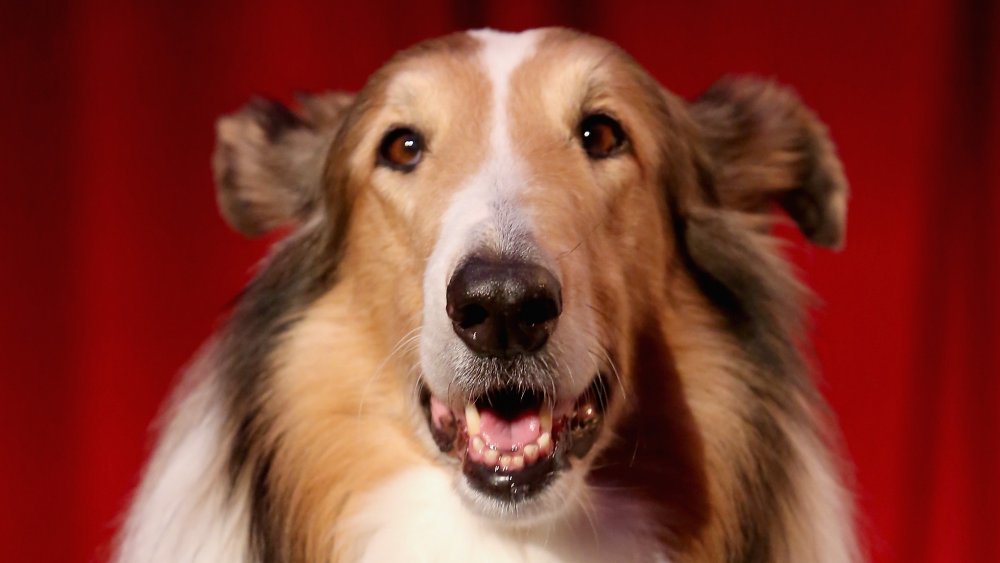 Famous Dogs in History: Pal: The First Lassie