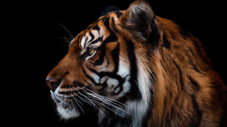 Photo of a Sumatran tiger in profile 