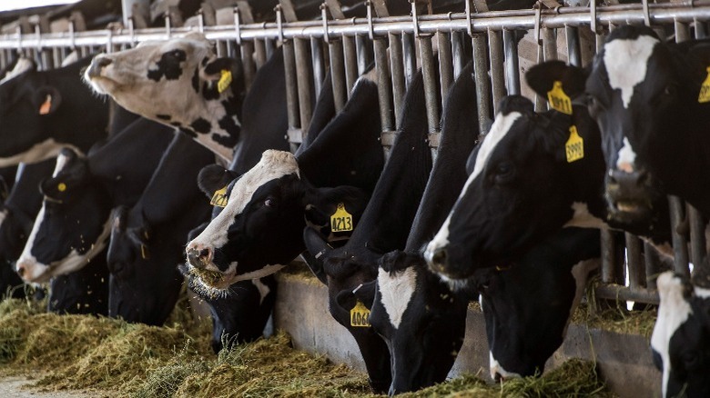 Dairy cows eating cattle feed