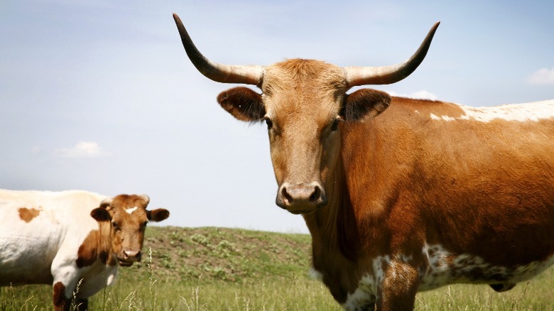 Two cows in a field