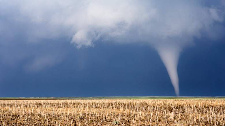 Tornado in cornfield