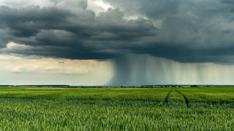 Tornado funnel in field