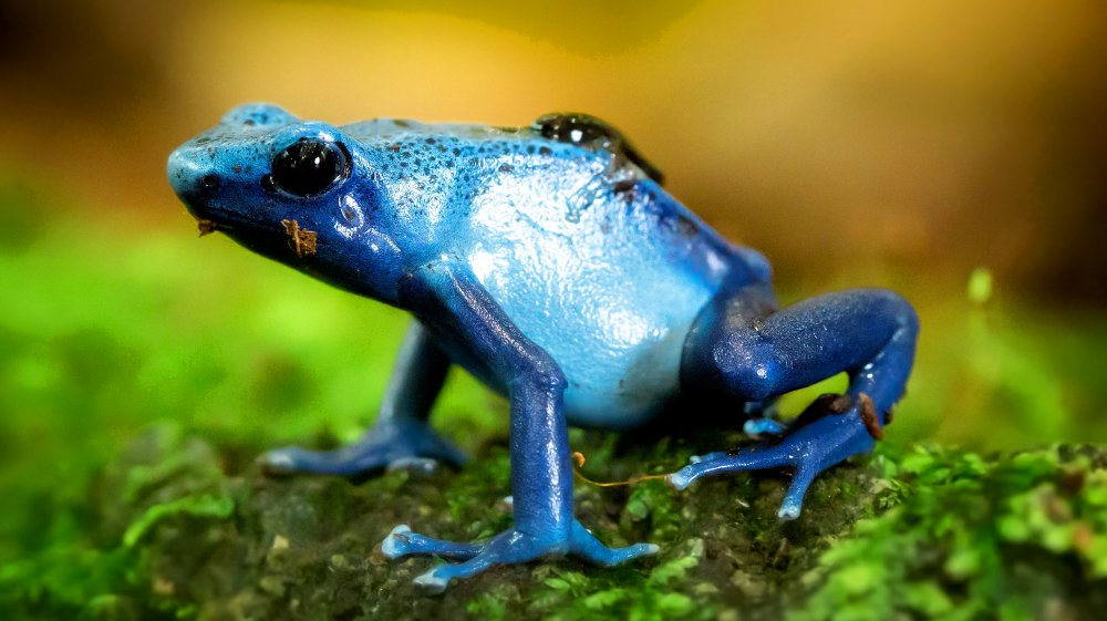 blue poison dart frog