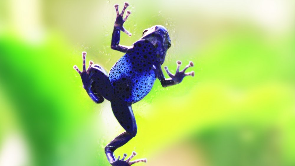 What Happens If You Touch A Blue Poison Dart Frog?