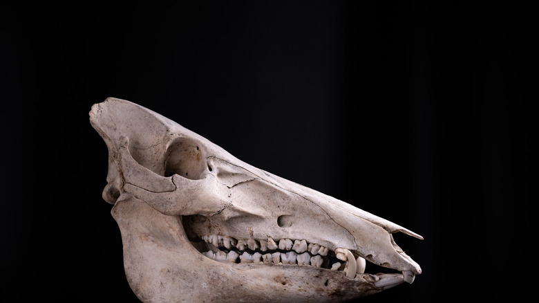 Pig skull black background