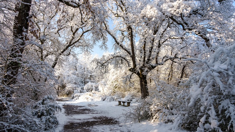 A snowy forest scene 