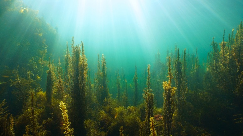 Kelp in the ocean