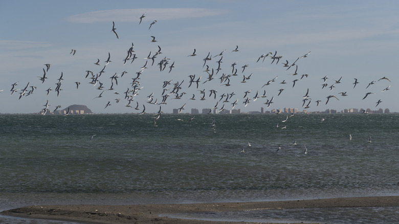 Birds flying over water