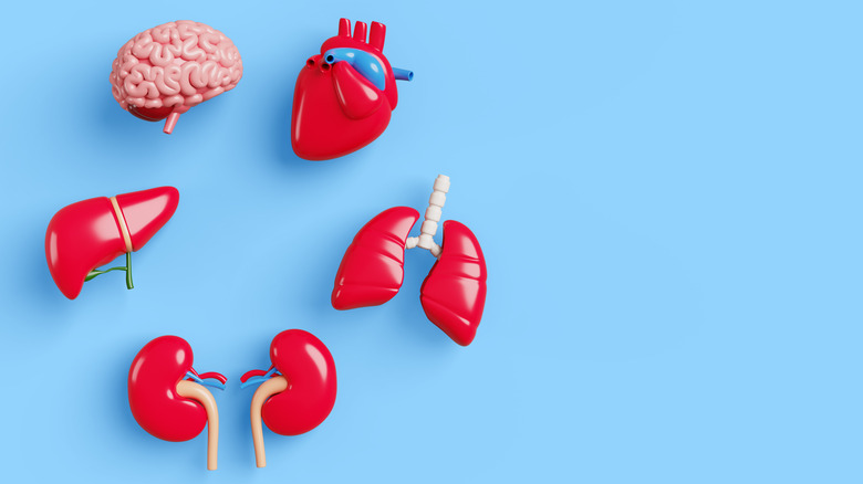 pink and red models of internal organs on blue background.