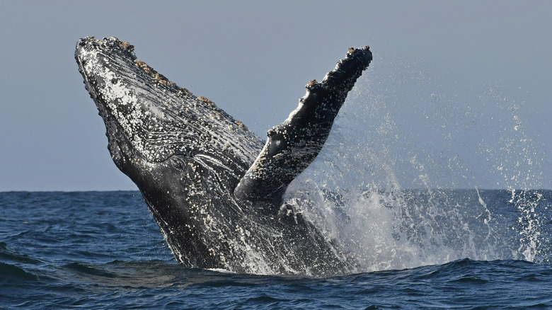 Humpback whale