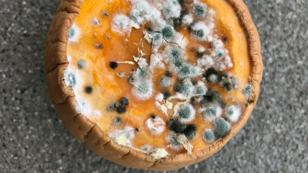 Rotten pumpkin with mold spores