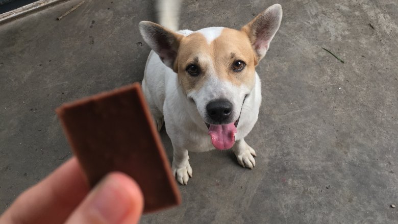 Dog an piece of chocolate