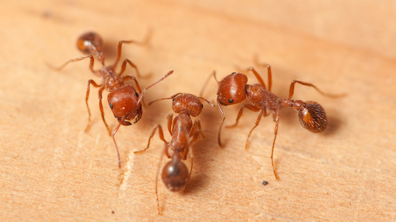 Fire ants close up