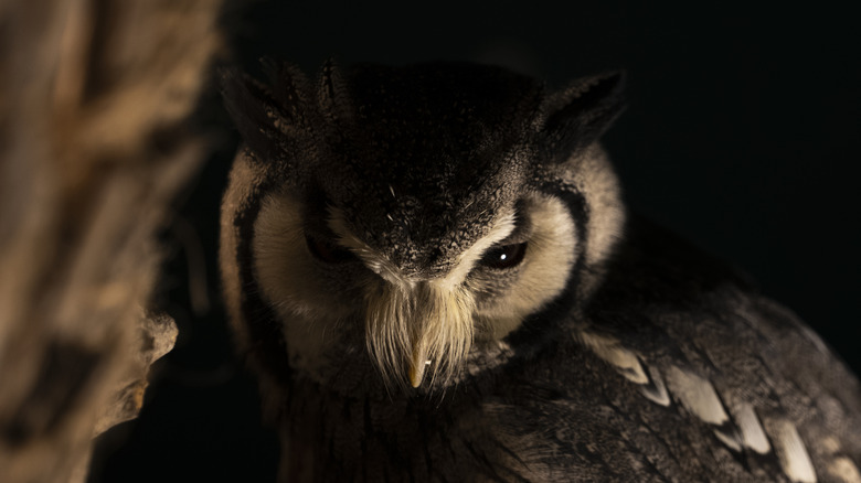 owl lurking in tree at night