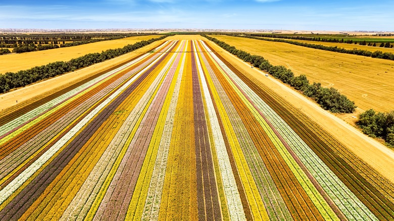 field on Israeli kibbutz