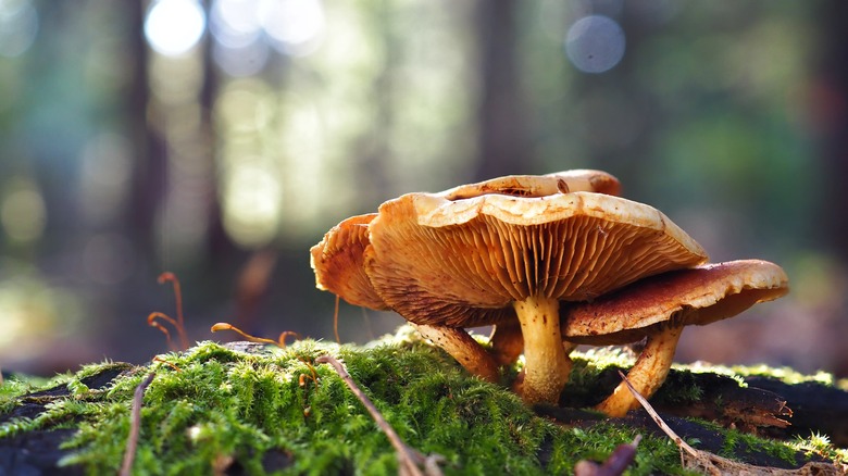 mushrooms in forest