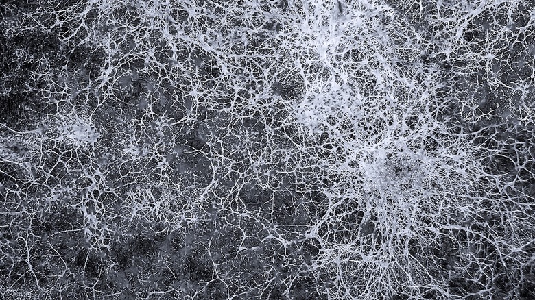 Mycelium fungus 