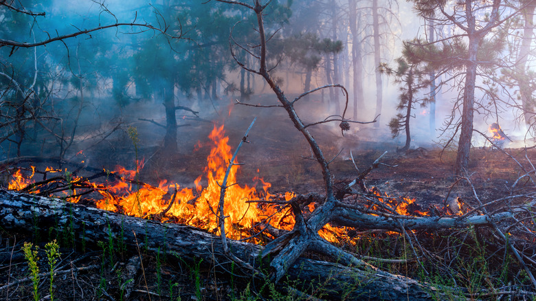 Fallen tree on fire in forest