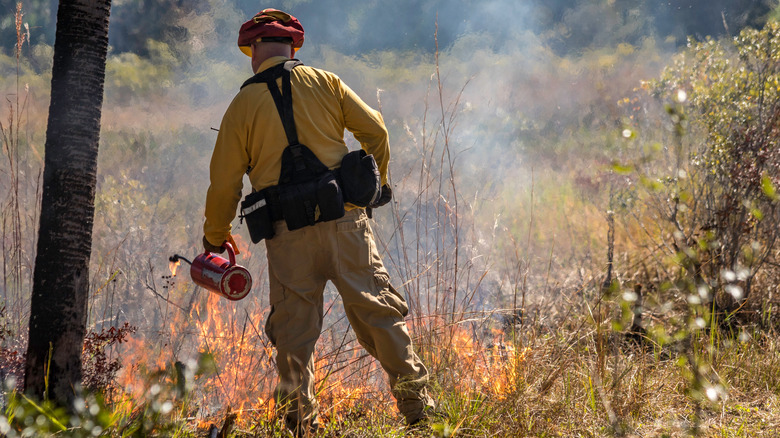 Firefighter starting a prescribed burn