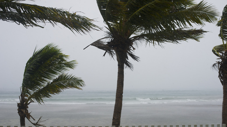 Palm trees in storm wind