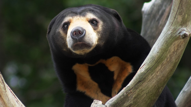 Asian sun bear