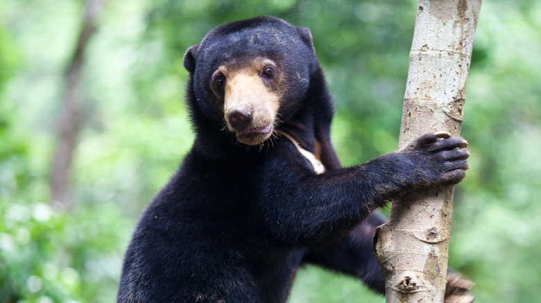Asian sun bear in tree