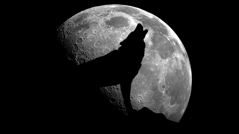 Wolf howling at moon