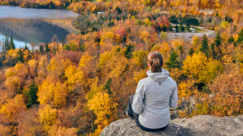 A forest in New Hampshire 